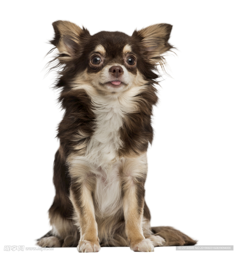 可爱小型犬幼犬吉娃娃透明PNG