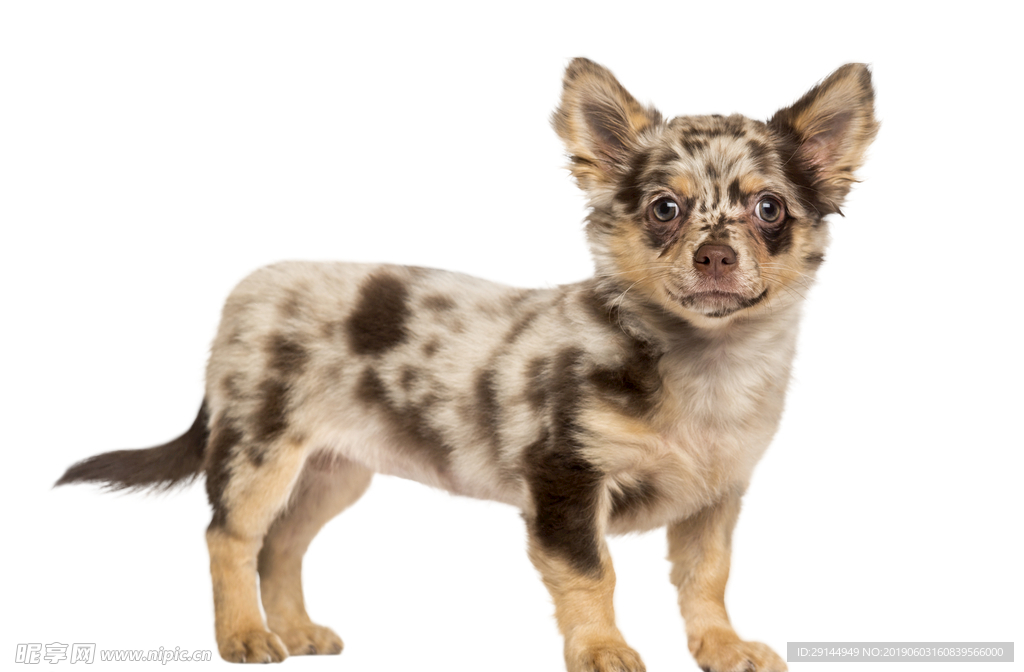 可爱小型犬幼犬吉娃娃透明PNG