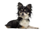 可爱小型犬幼犬吉娃娃透明PNG