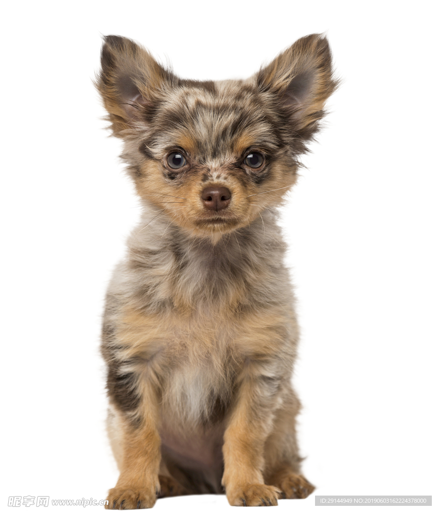 可爱小型犬幼犬吉娃娃透明PNG