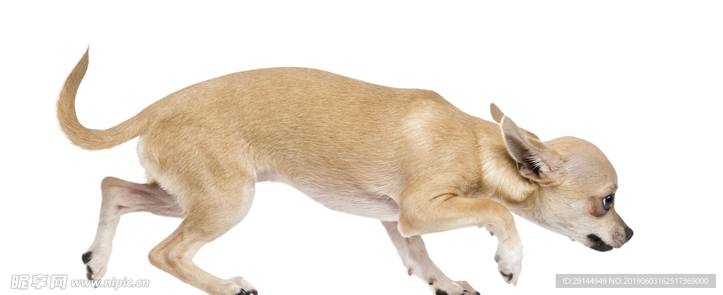可爱小型犬幼犬吉娃娃透明PNG
