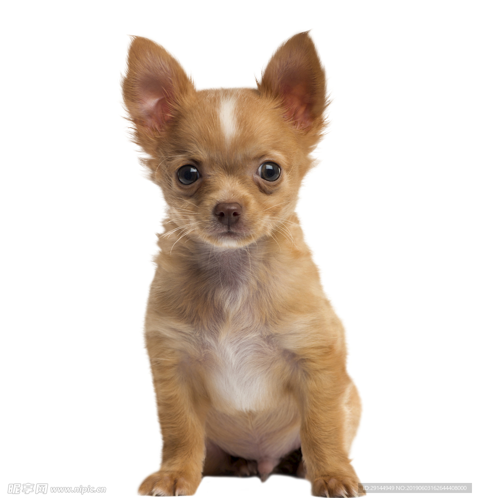 可爱小型犬幼犬吉娃娃透明PNG