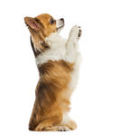 可爱小型犬幼犬吉娃娃透明PNG