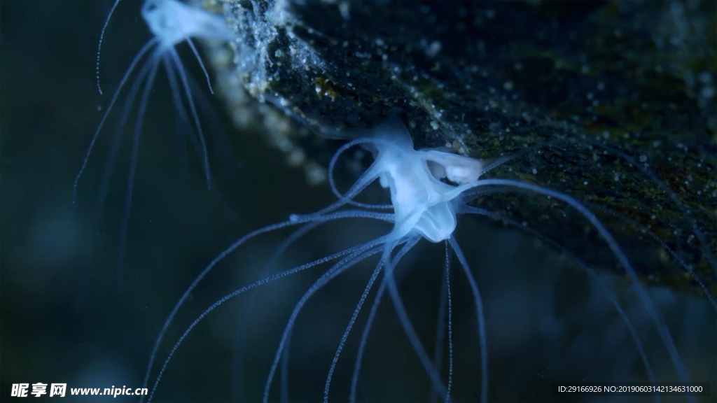 海底生物