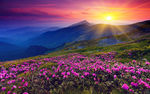 高清唯美花海风景