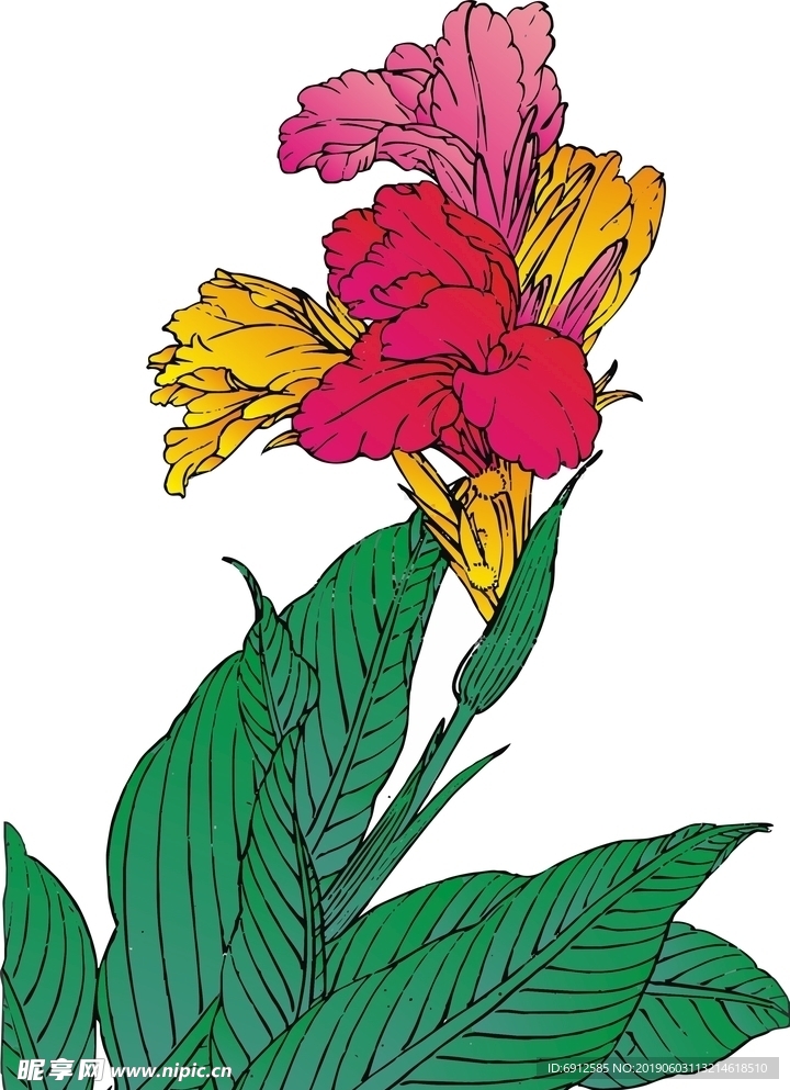 美人蕉