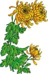 菊花