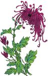 菊花