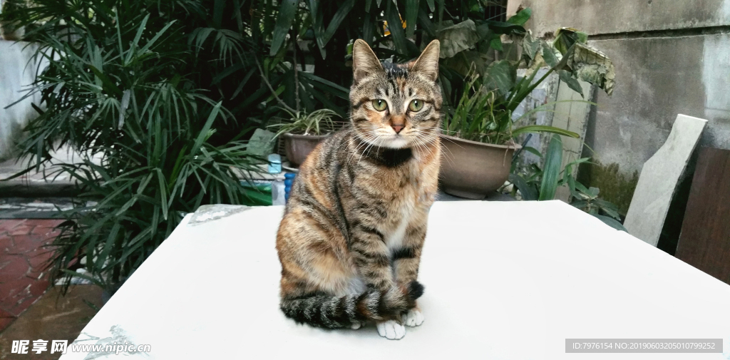 猫