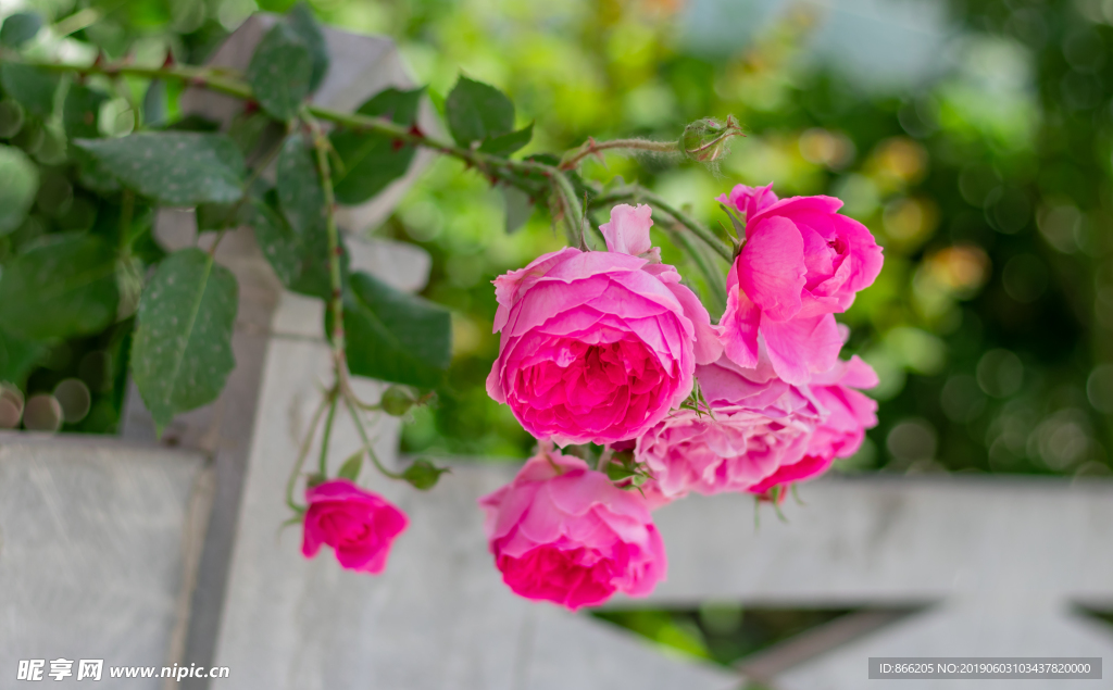 玫瑰花