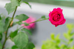 玫瑰花