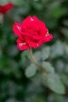 玫瑰花