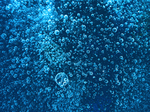 水泡