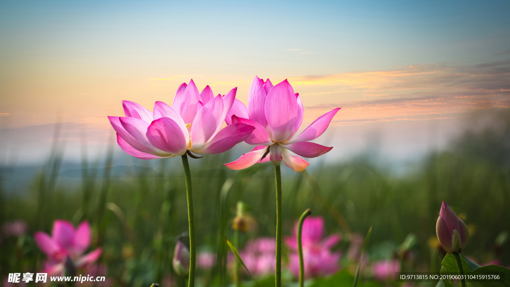 莲花