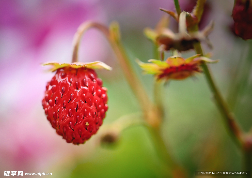 草莓