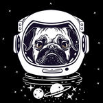 星空狗