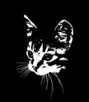 猫儿
