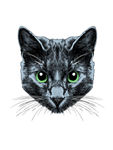 黑猫