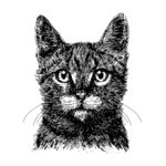 猫儿