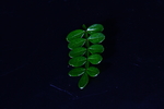 清香木