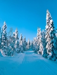 雪山松林