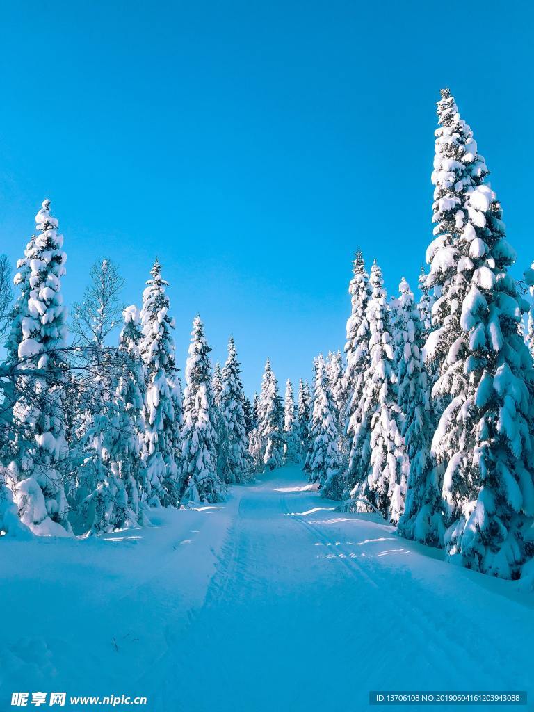 雪山松林