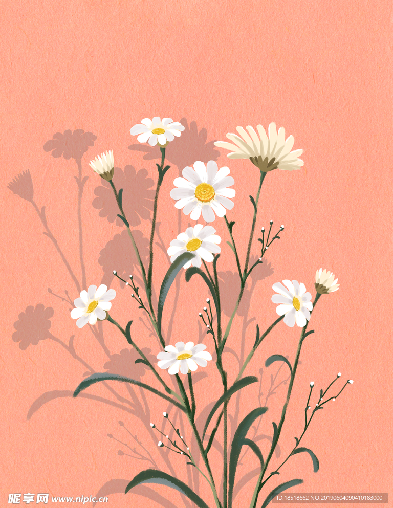 雏菊花朵图