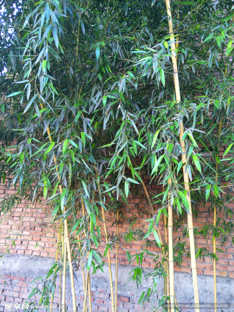 绿竹