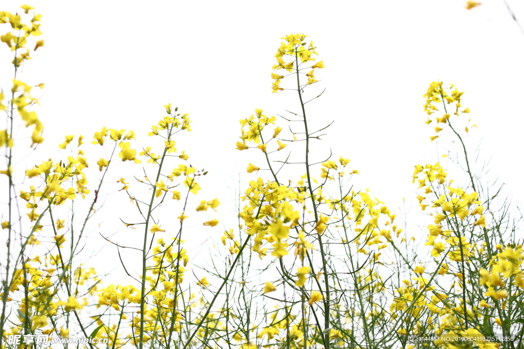 油菜 油菜 花 茎 植物