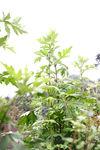 蒿菜 白蒿 植物 天然 乡村