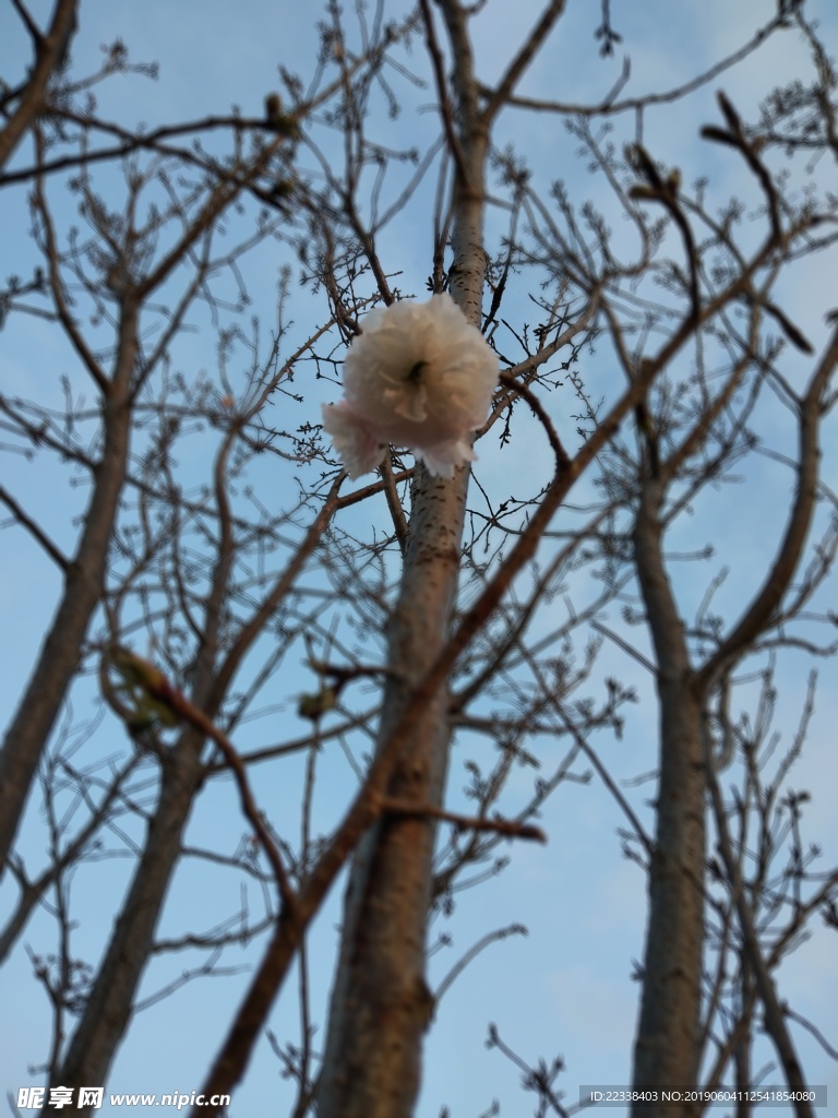 花