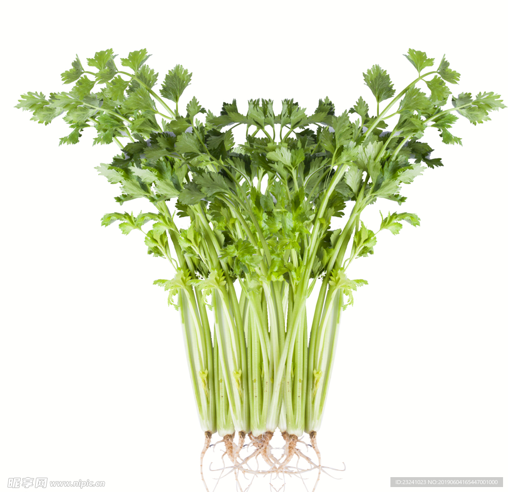 香菜