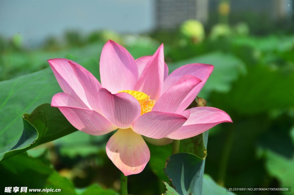 莲花