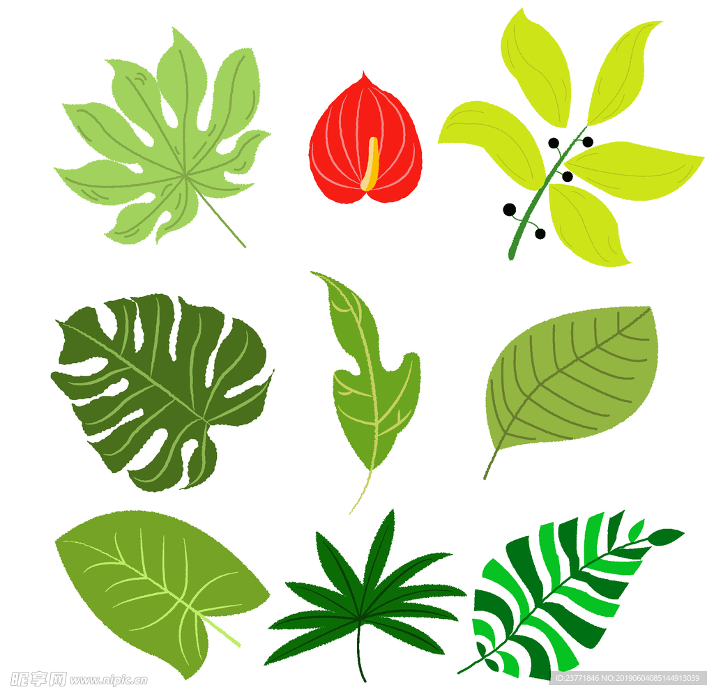 热带植物叶子