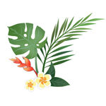 热带树叶