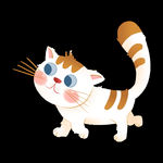 猫咪