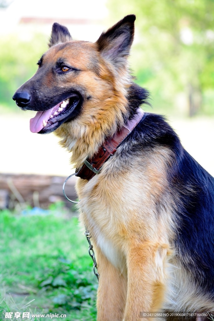 狼狗 黑背 德国牧羊犬摄影 狗