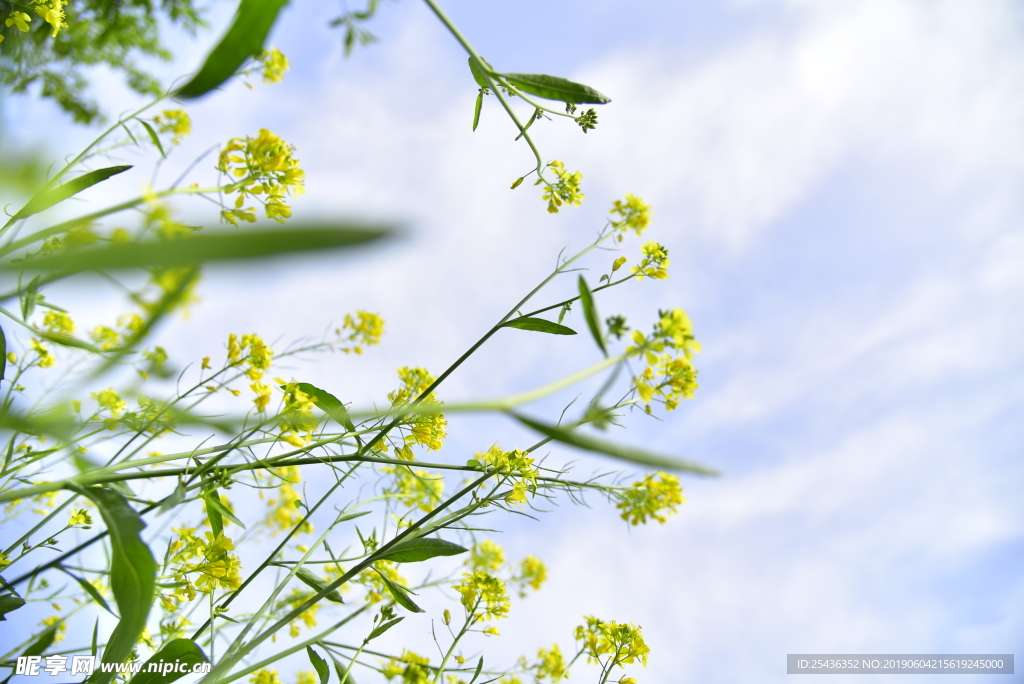 油菜花