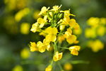 油菜花