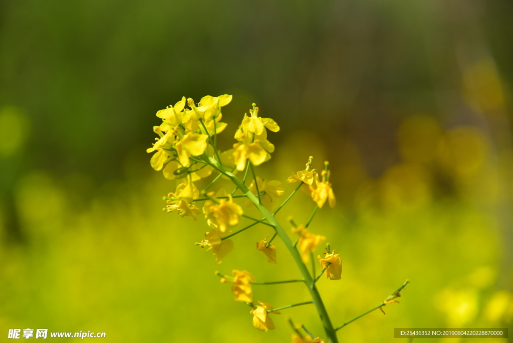 油菜花