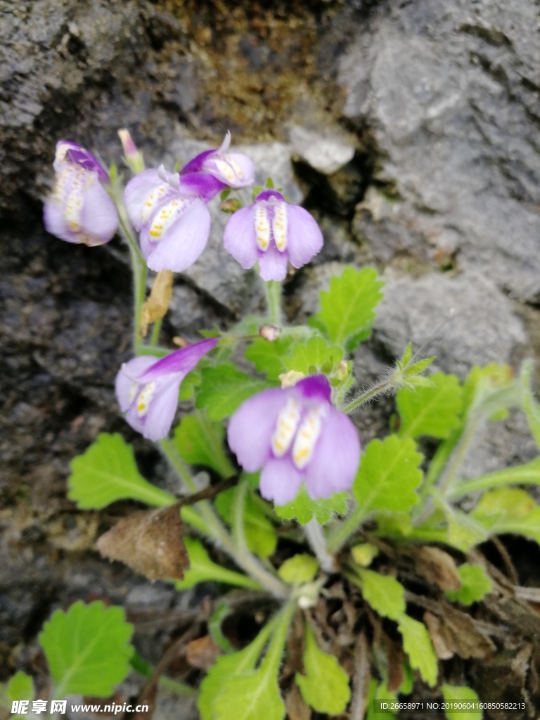 通泉草 野花  小草