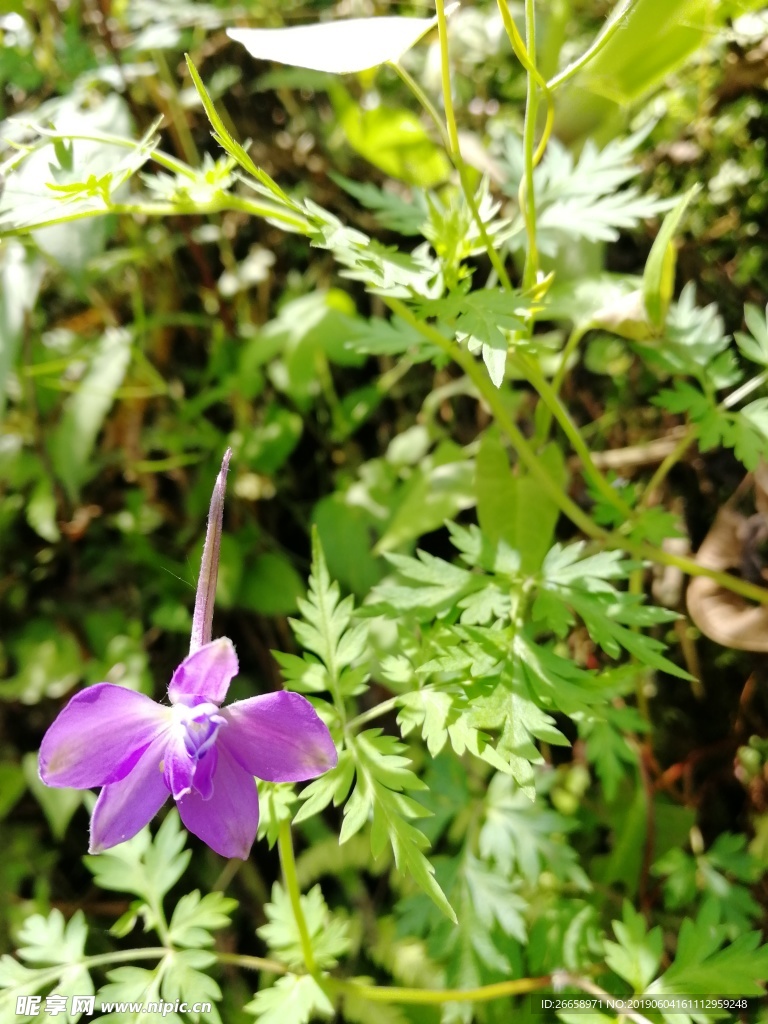 紫色野花  花 人 自然 春天