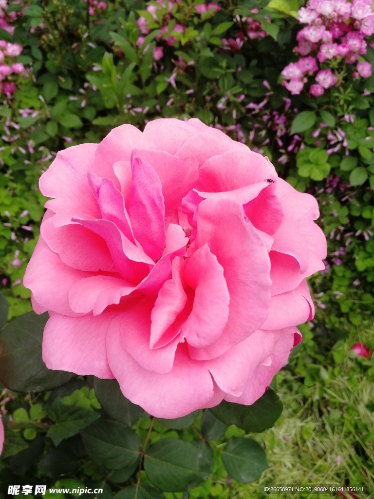 粉色 月季花