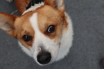 柯基犬