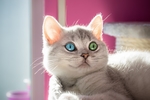小猫