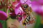 蜜蜂