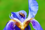 甲虫