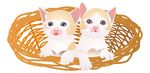 竹篮中两只小奶猫