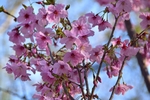 粉红挑花