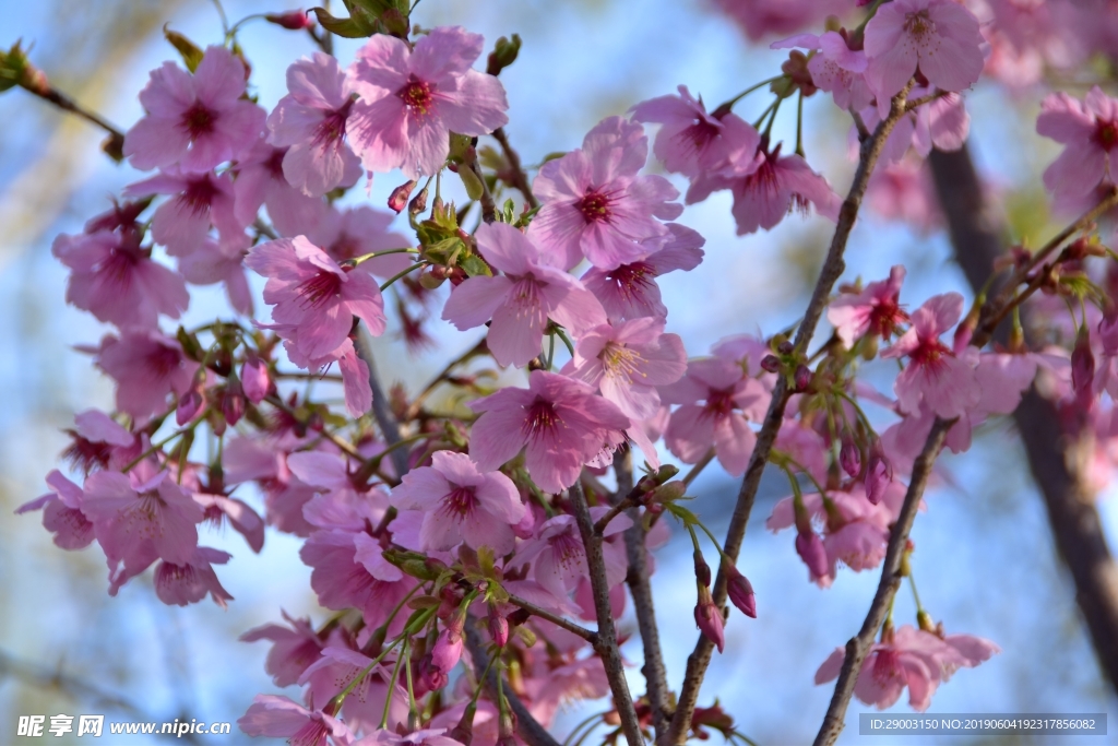 粉红挑花